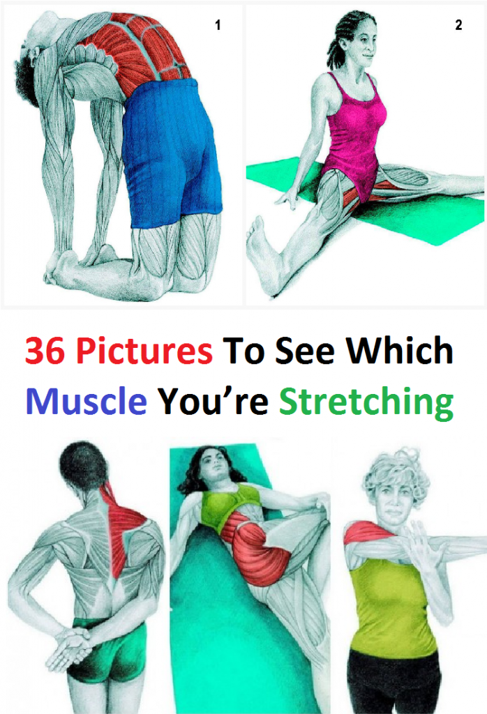 36 Pictures To See Which Muscle You’re Stretching